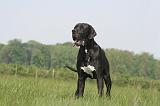 DOGUE ALLEMAND 503